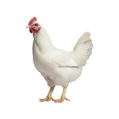 White chicken standing  isolated on a transparent white background, clipping path