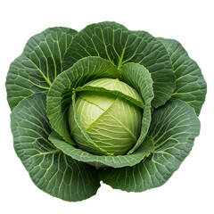 Obraz premium Fresh green cabbage isolated on transparent background