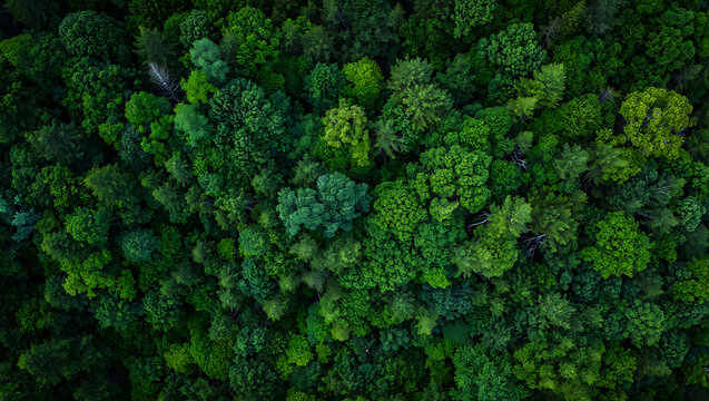 An aerial view reveals a dense, verdant forest canopy, showcasing a rich tapestry of green trees stretching as far as the eye can see