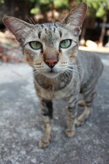 A close-up view of a striped tabby cat with striking green eyes standing on a concrete ground, staring curiously into the camera. Perfect for concepts of pets, feline curiosity, and animal portraits.