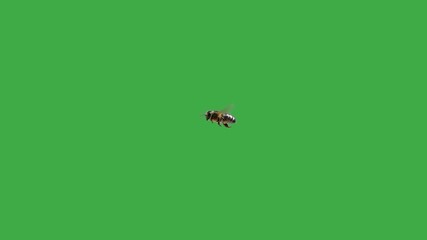 flying bee along green screen