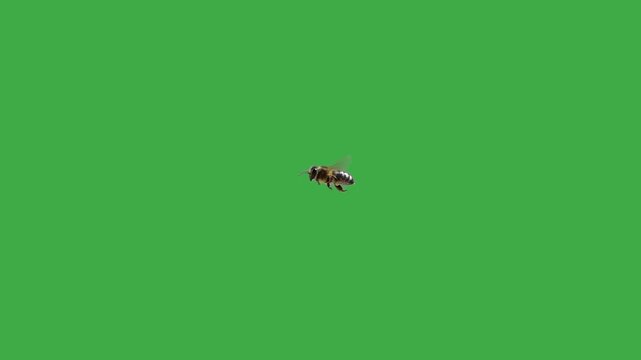 flying bee along green screen