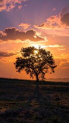Silhouetted tree at sunset, vibrant colors