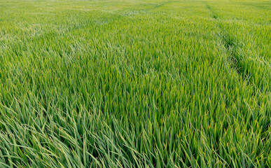 Verdant rice fields in hoi an, danang, vietnam capturing lush greenery