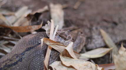Python shedding skin close-up &mdash; Burmese python ecdysis, peeling head scales macro; reptile biology and texture detail