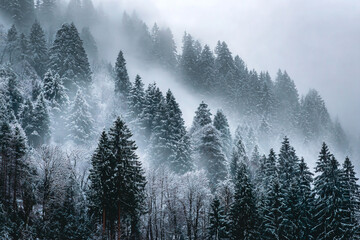 Snow covered pine trees in a foggy winter forest a misty mountain scene