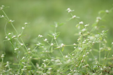 A serene, softly focused shot showcases delicate white flowers amidst lush green foliage.