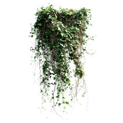 Obraz premium A vine is growing on a white background
