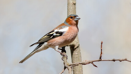 robin on a branch