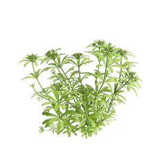 3d illustration of bush Galium aparine isolated on transparent background