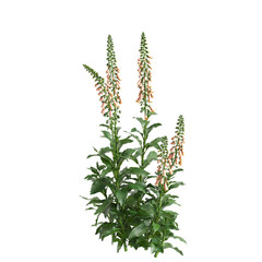 3d illustration of bush Digitalis purpurea isolated on transparent background
