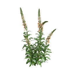 3d illustration of bush Digitalis purpurea isolated on transparent background