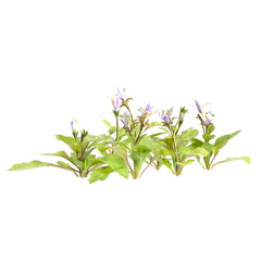 Naklejka premium 3d illustration of bush mazus pumilus isolated on transparent background