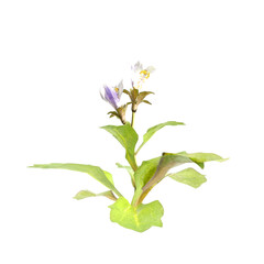 3d illustration of bush mazus pumilus isolated on transparent background