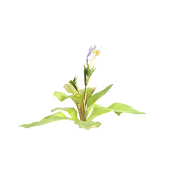 Fototapeta premium 3d illustration of bush mazus pumilus isolated on transparent background