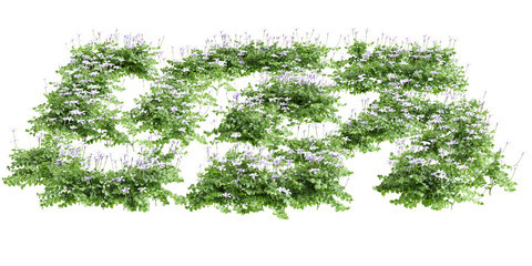 Obraz premium 3d illustration of bush Isotoma fluviatilis isolated on transparent background