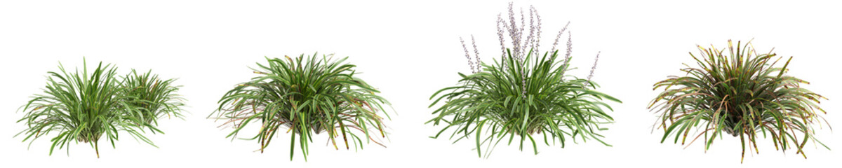 3d illustration of set bush Liriope muscari variegata isolated on transparent background