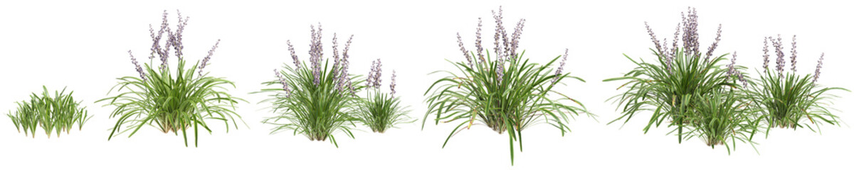 3d illustration of set bush Liriope muscari variegata isolated on transparent background