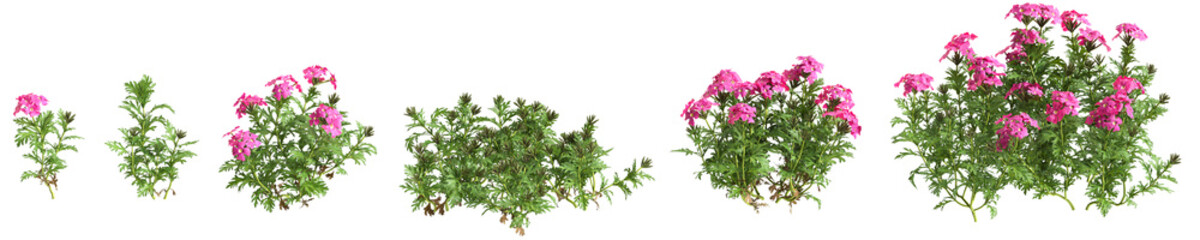 Fototapeta premium 3d illustration of set bush glandularia tenera isolated on transparent background