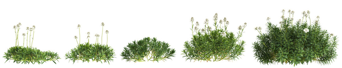 3d illustration of set bush Iberis sempervirens isolated on transparent background