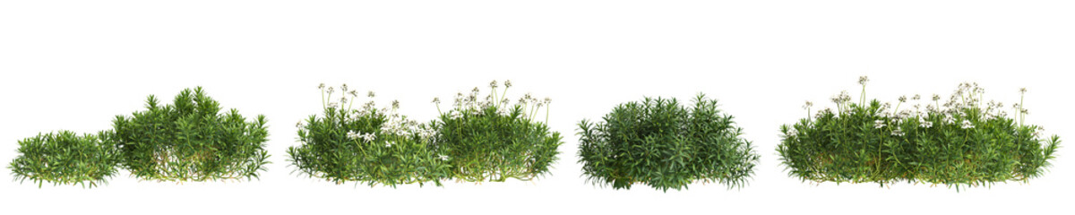 3d illustration of set bush Iberis sempervirens isolated on transparent background
