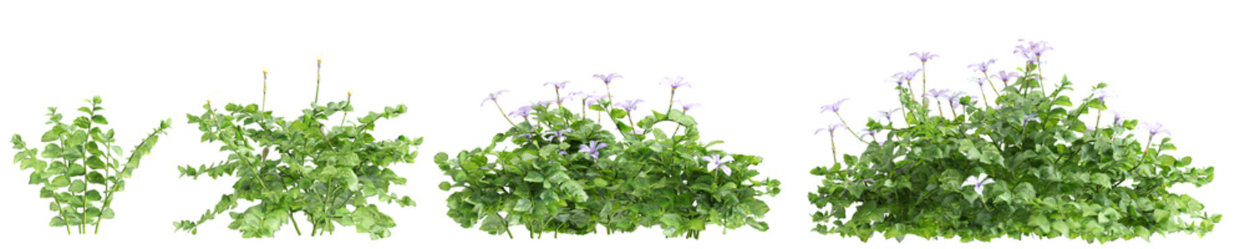 3d illustration of set bush Isotoma fluviatilis isolated on transparent background