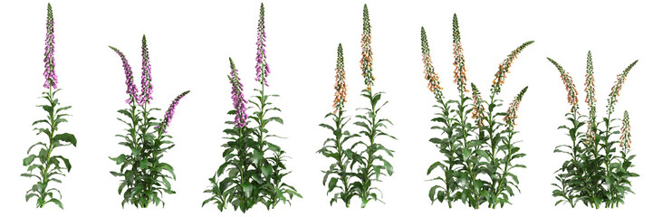 3d illustration of set bush Digitalis purpurea isolated on transparent background