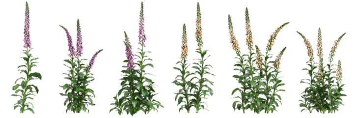 3d illustration of set bush Digitalis purpurea isolated on transparent background