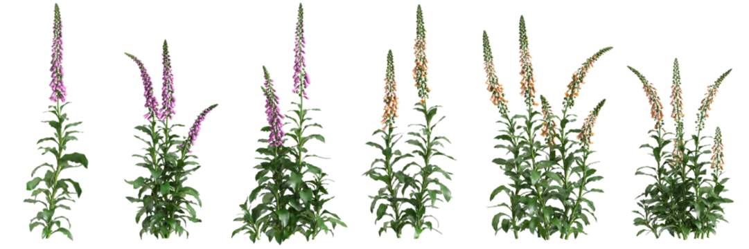 3d illustration of set bush Digitalis purpurea isolated on transparent background
