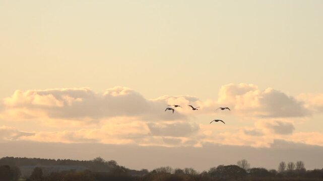 Geese flying in evening sky and landing in nature reserve  in wild area of England.  Birds flying in sunset UK 4K