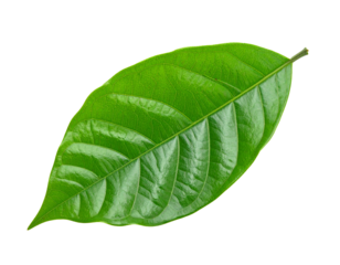 Grünes Blatt isoliert auf weißem Hintergrund – Freisteller mit transparentem Hintergrund