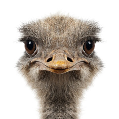 A close up of an ostrich's face