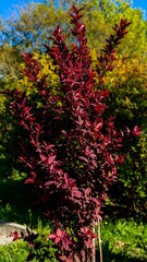 Vibrant crimson shrub in a garden setting