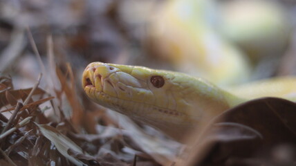 Albino Burmese python close-up — yellow and white constrictor coiled in terrarium, head-on portrait with scaly texture and amber eyes; exotic reptile wildlife