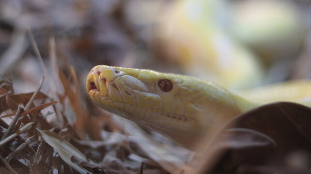 Albino Burmese python close-up &mdash; yellow and white constrictor coiled in terrarium, head-on portrait with scaly texture and amber eyes; exotic reptile wildlife