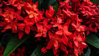 Vibrant red flowers in cluster