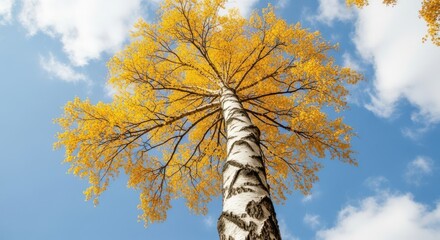 Fototapeta premium Golden Birch Tree Canopy Against a Blue Sky in Autumn