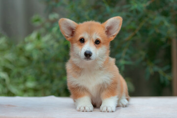 Welsh corgi puppy on a summer walk