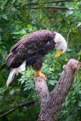 golden eagle in the zoo