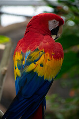 Colorful Parrot