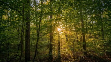 Obraz premium morning in the forest