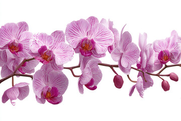 Naklejka premium Pink orchids blooming on a branch isolated on white background a beautiful floral display