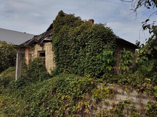 Old abandoned stone house covered with ivy