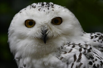 The Snowy Owl (Bubo scandiacus) is a large owl of the typical owl family Strigidae. Bird Park, Walsrode, Germany.