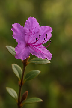 Rhodora Blossom high quality realistic image.
