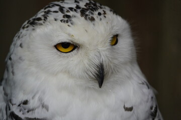 The Snowy Owl (Bubo scandiacus) is a large owl of the typical owl family Strigidae. Bird Park, Walsrode, Germany.