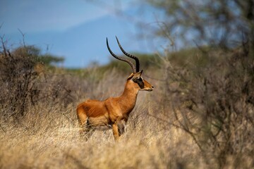 Impala Antelope standing in the grass of the Savannah at Samburu national park in Kenya