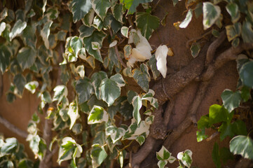 Vine on the Wall Leaves Rustic Mediterranean