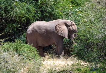 Fototapeta premium African elephant walking through the bushland of the Samburu national park in Kenya