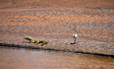 Nile crocodile and Ibis stork on a riverbank at the Samburu national park in Kenya